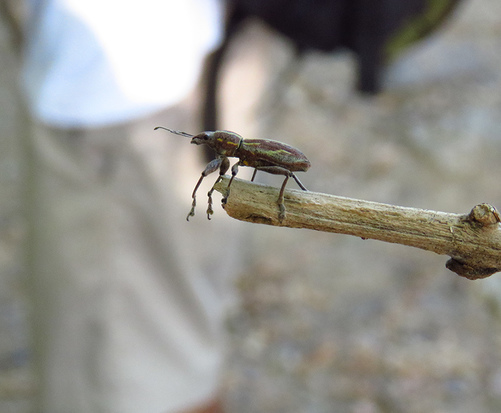 South American Fruit Tree Weevil