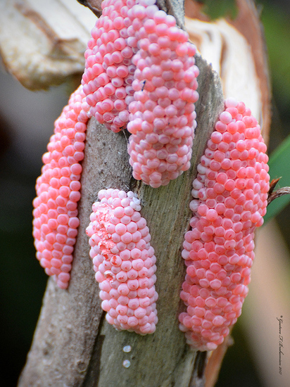 Caracol manzana