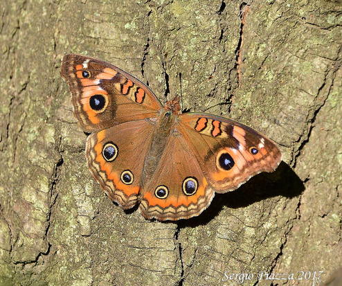 Southern buckeye