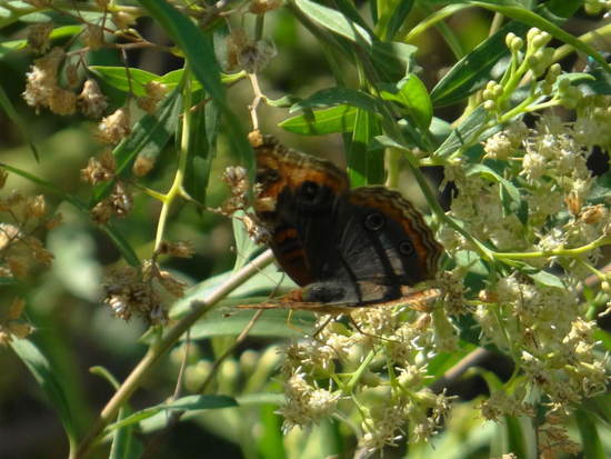 Southern buckeye