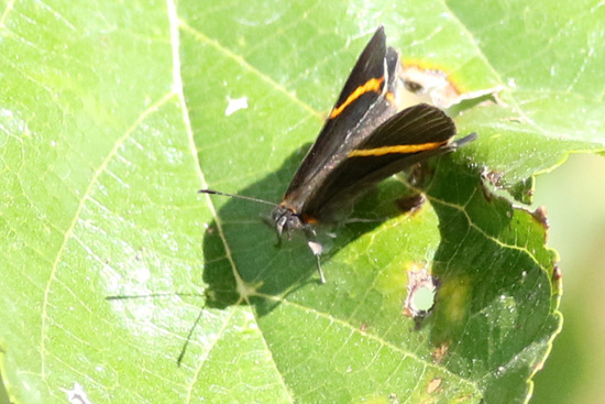 Lyssipoides metalmark