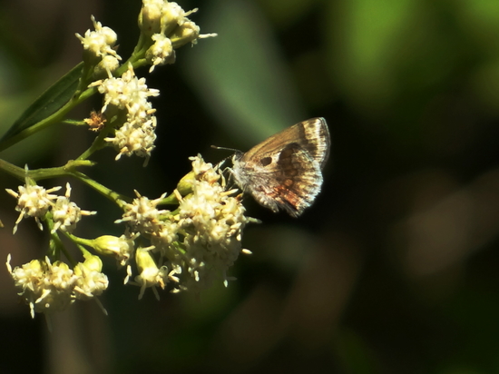 Frotadora enana