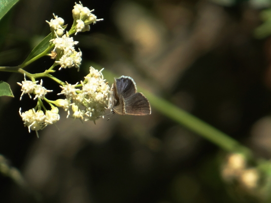 Frotadora enana