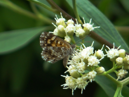 Metalmark
