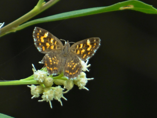 Metalmark