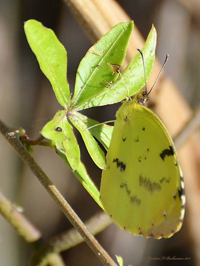 Common yellow