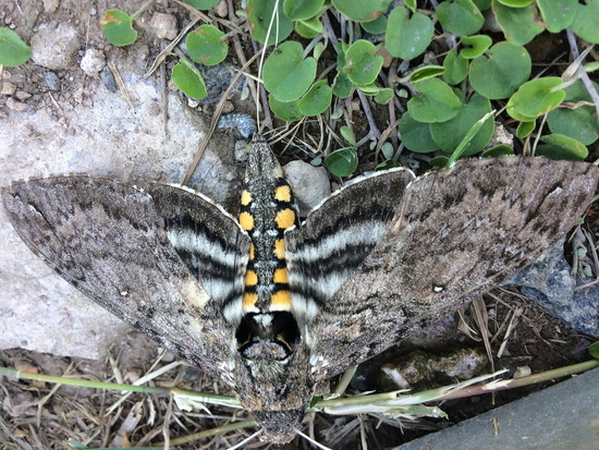 Carolina sphinx moth