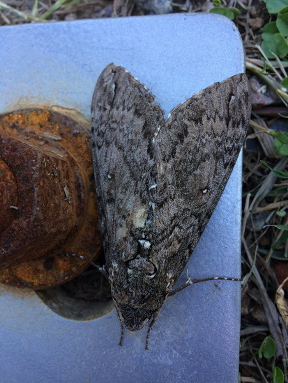 Carolina sphinx moth