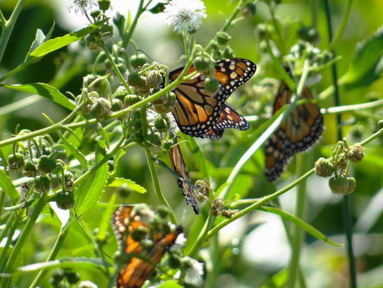 Southern Monarch