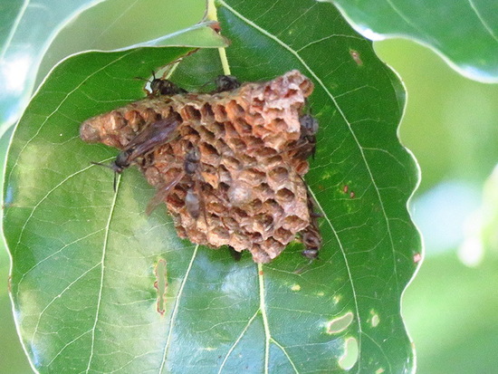 Paper wasp