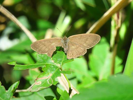 Poltys satyr