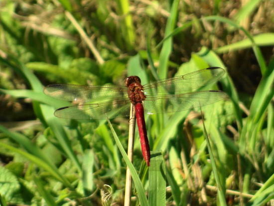 Libélula 