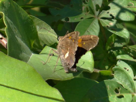 Plateada común