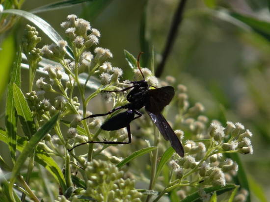 Avispa cazadora de arañas