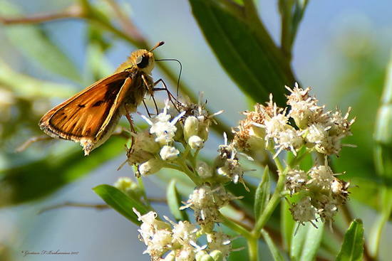 Saltarina amarilla