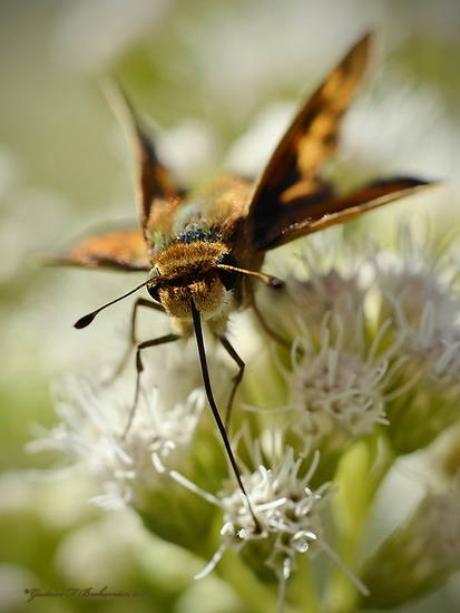 Saltarina amarilla