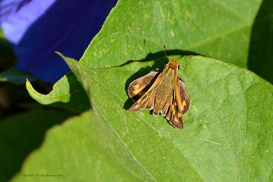 Saltarina amarilla