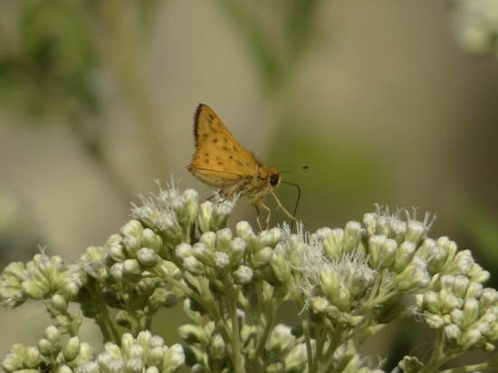 Saltarina amarilla