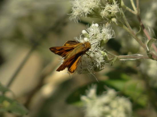 Saltarina amarilla