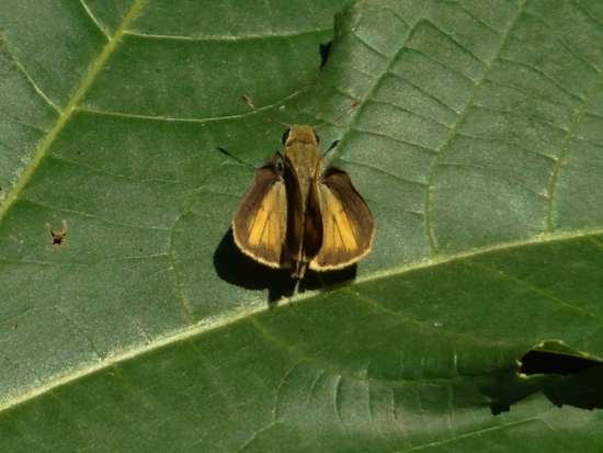 Saltarina parda