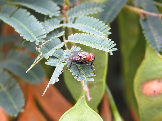 Mosca de la carne