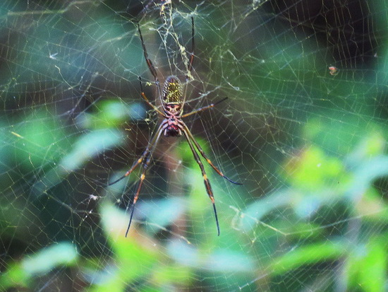 Araña de seda de oro