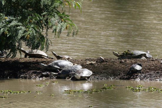 Tortuga de laguna