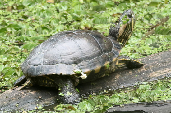 Tortuga pintada