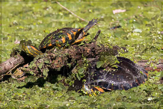 Tortuga pintada