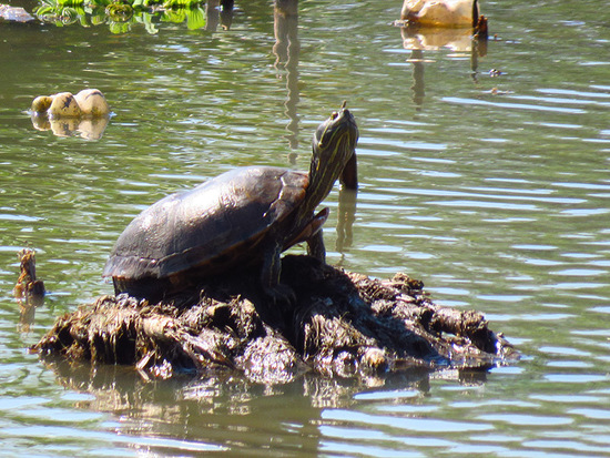 Tortuga pintada