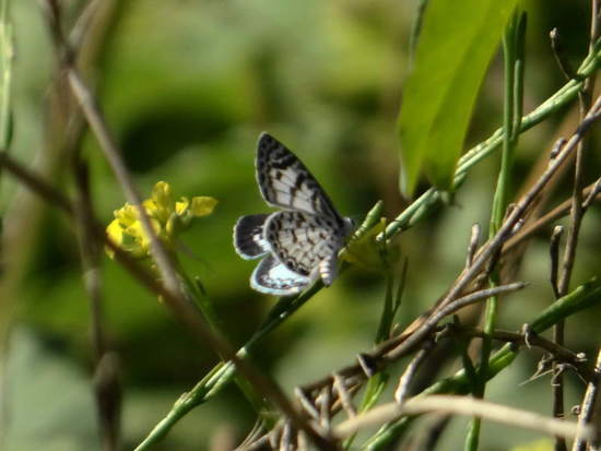 Yuyera