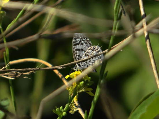 Yuyera