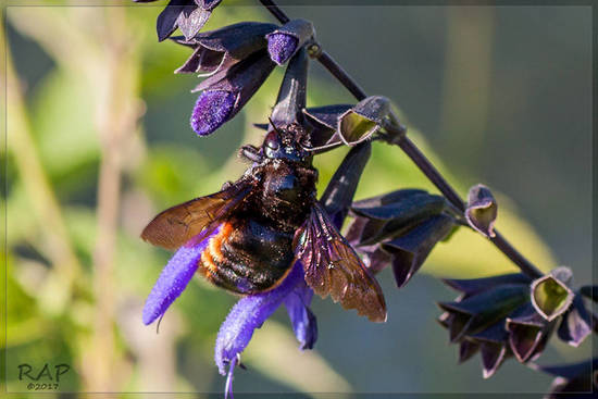 Abeja carpintera