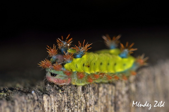 Slug caterpillar moth