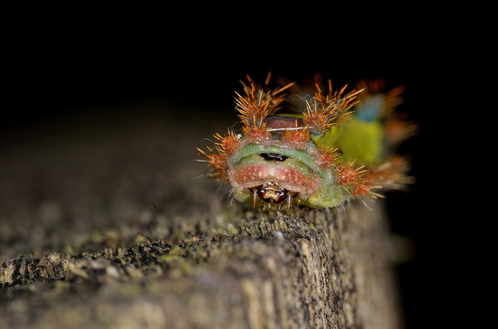 Slug caterpillar moth