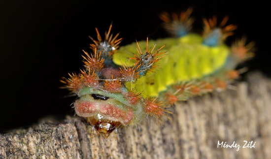 Slug caterpillar moth