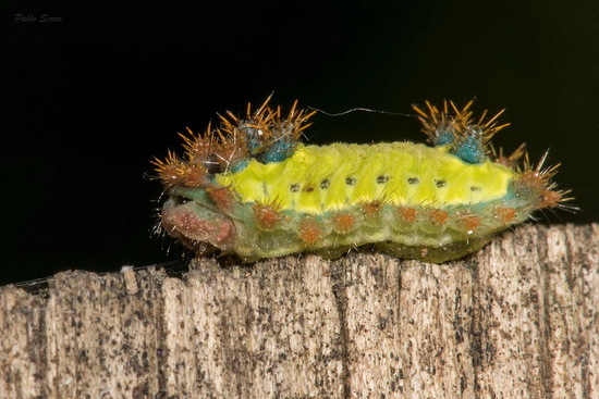 Slug caterpillar moth