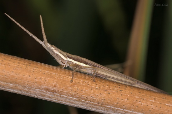 Tucura