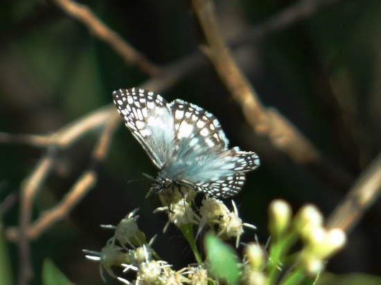 Orcus checkered skipper