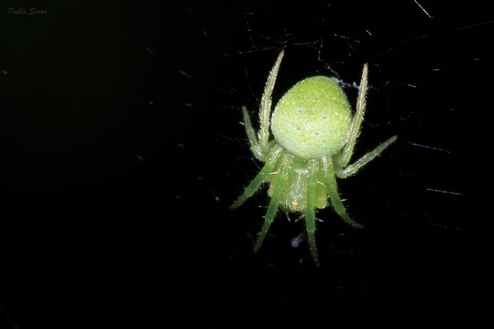 Araña tejedora