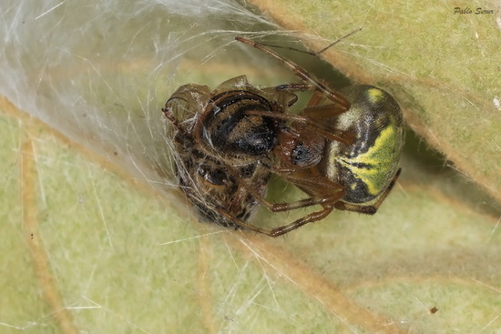 Araña tejedora