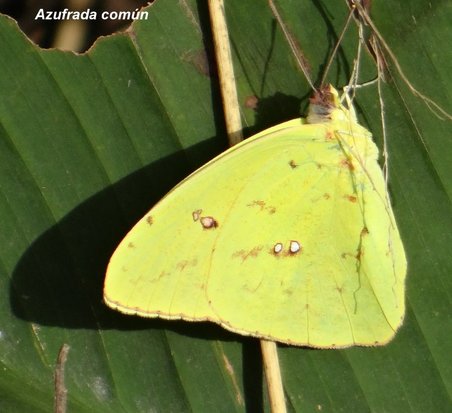 Cloudless Sulphur