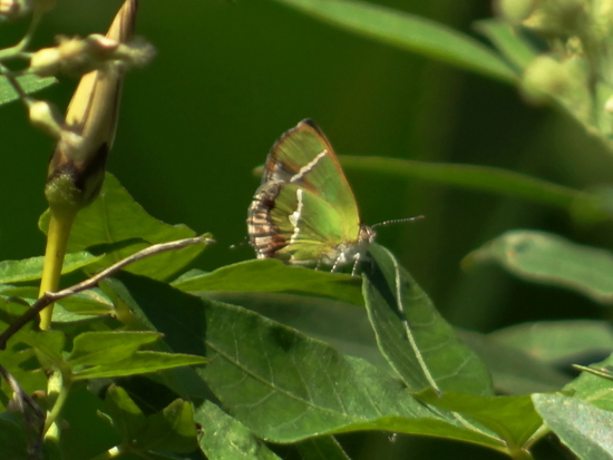Silver-banded hairstreak