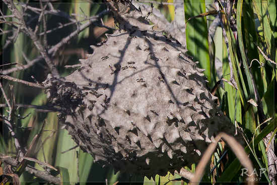 Camuati Wasp