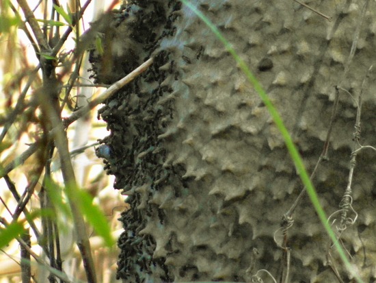 Camuati Wasp