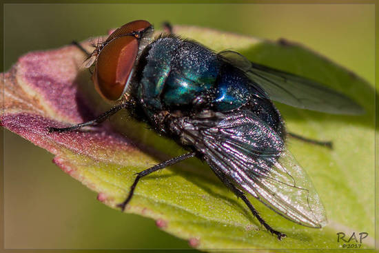 Mosca metalizada