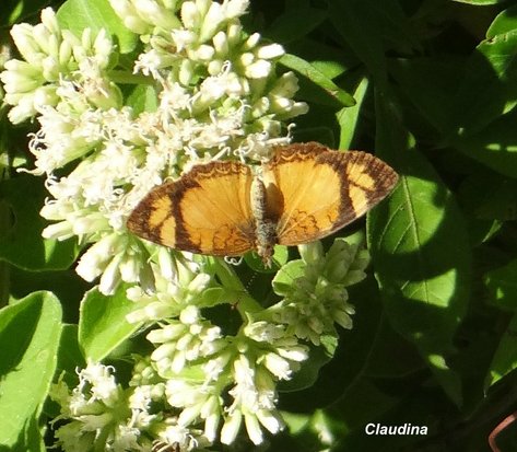 Claudina crescent