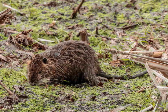 Coypu