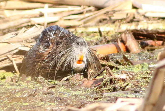 Coypu