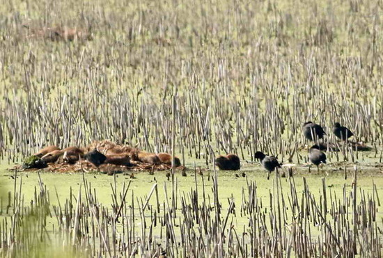 Coypu